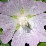 Test makra